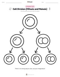 Cell Division (Mitosis and Meiosis) coloring page for kids