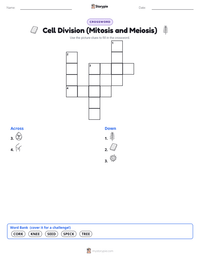 Cell Division (Mitosis and Meiosis) printable worksheet preview