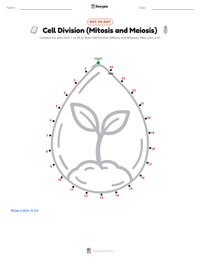 Cell Division (Mitosis and Meiosis) printable worksheet preview