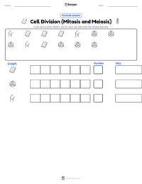Cell Division (Mitosis and Meiosis) printable worksheet preview