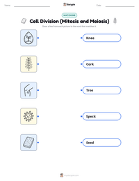 Cell Division (Mitosis and Meiosis) printable worksheet for kids