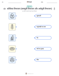 कोशिका विभाजन (समसूत्री विभाजन और अर्धसूत्री विभाजन) प्रिंट करने योग्य कार्यपत्रक बच्चों के लिए