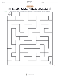 Vista previa de la hoja de trabajo imprimible de División Celular (Mitosis y Meiosis)
