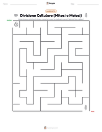 Anteprima della scheda stampabile di Divisione Cellulare (Mitosi e Meiosi)