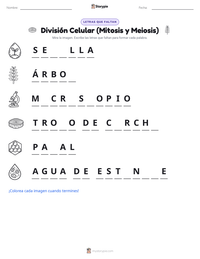 Vista previa de la hoja de trabajo imprimible de División Celular (Mitosis y Meiosis)
