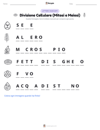 Anteprima della scheda stampabile di Divisione Cellulare (Mitosi e Meiosi)