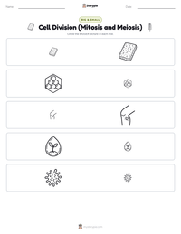 Cell Division (Mitosis and Meiosis) printable worksheet preview