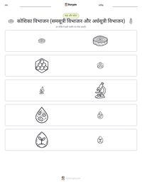 कोशिका विभाजन (समसूत्री विभाजन और अर्धसूत्री विभाजन) प्रिंट करने योग्य कार्यपत्रक पूर्वावलोकन