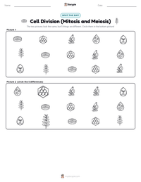 Cell Division (Mitosis and Meiosis) printable worksheet preview