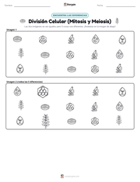Vista previa de la hoja de trabajo imprimible de División Celular (Mitosis y Meiosis)