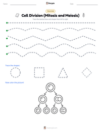 Cell Division (Mitosis and Meiosis) printable worksheet preview