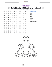 Cell Division (Mitosis and Meiosis) printable worksheet preview