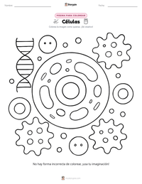 Página para colorear de Células para niños