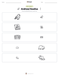 Andreas Vesalius printable worksheet preview