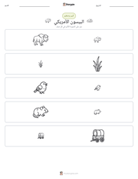 معاينة ورقة العمل القابلة للطباعة البيسون الأمريكي