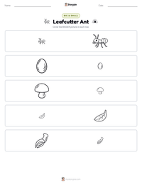Leafcutter Ant printable worksheet preview