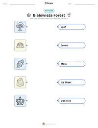 Białowieża Forest printable worksheet preview