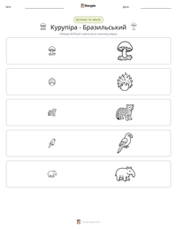 Курупіра - Бразильський попередній перегляд роздруківки