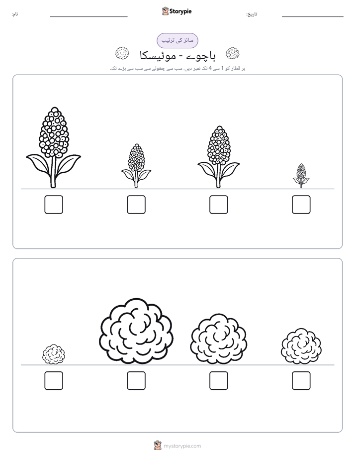 سائز کی ترتیب