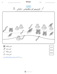 اوریہیمے اور ہیکوبوشی - جاپانی پرنٹ کرنے کے قابل ورکشیٹ کا پیش نظارہ