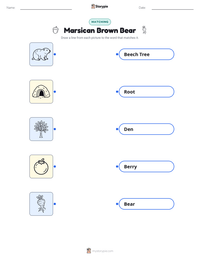 Marsican Brown Bear printable worksheet preview