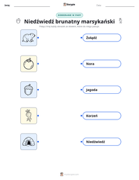 Podgląd drukowalnego arkusza ćwiczeń Niedźwiedź brunatny marsykański