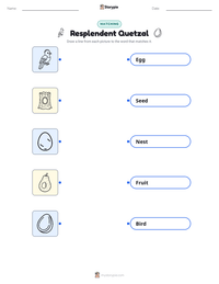 Resplendent Quetzal printable worksheet preview