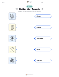 Golden Lion Tamarin printable worksheet preview