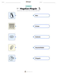 Magellan-Pinguin druckbare Arbeitsblatt Vorschau