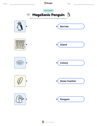 Magellanic Penguin printable worksheet preview