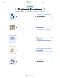 Vista previa de la hoja de trabajo imprimible de Pingüino de Magallanes