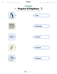 Anteprima della scheda stampabile di Pinguino di Magellano