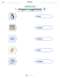 Podgląd drukowalnego arkusza ćwiczeń Pingwin magellański