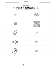 Aperçu de la feuille de travail imprimable Manchot de Magellan