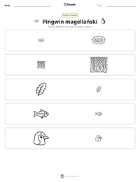 Podgląd drukowalnego arkusza ćwiczeń Pingwin magellański
