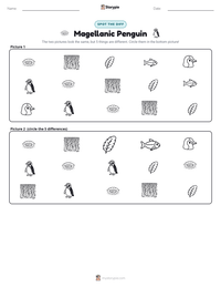 Magellanic Penguin printable worksheet preview