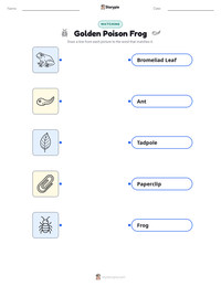 Golden Poison Frog printable worksheet preview