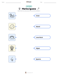 Marine Iguana printable worksheet preview