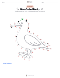 Blue-footed Booby printable worksheet preview