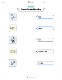 Blue-footed Booby printable worksheet preview