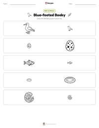 Blue-footed Booby printable worksheet preview