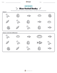 Blue-footed Booby printable worksheet preview