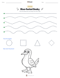 Blue-footed Booby printable worksheet preview