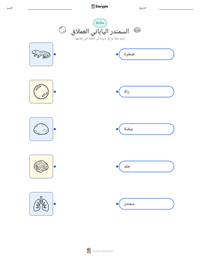 معاينة ورقة العمل القابلة للطباعة السمندر الياباني العملاق