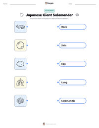 Japanese Giant Salamander printable worksheet preview