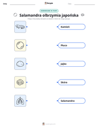 Podgląd drukowalnego arkusza ćwiczeń Salamandra olbrzymia japońska