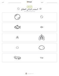 معاينة ورقة العمل القابلة للطباعة السمندر الياباني العملاق