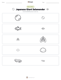 Japanese Giant Salamander printable worksheet preview