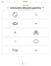 Podgląd drukowalnego arkusza ćwiczeń Salamandra olbrzymia japońska