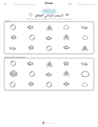 معاينة ورقة العمل القابلة للطباعة السمندر الياباني العملاق